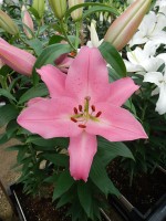 [5364 Barista VZ No02.JPG]